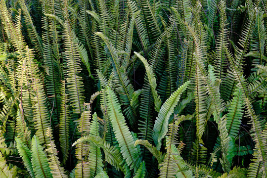 Wild Green Fern Leaves Growing in Natural Outdoor Forest Environment