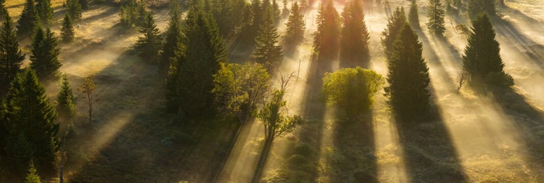 Morning sun rays shining through misty forest in the mountains of Northern Bohemia, Czech Republic. Warm golden light and natural textures captured in high resolution for fine art prints.