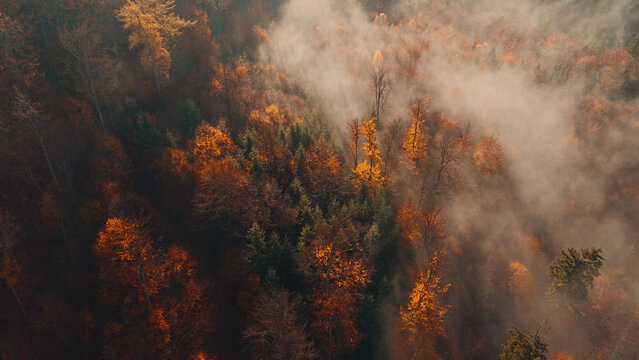 Aerial view of a misty autumn forest in full fall colors. Golden and red treetops covered by morning fog, captured in high resolution &mdash; perfect for large prints or nature backgrounds.
