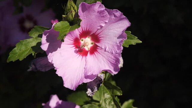 beautiful hibiscus bloom close up
