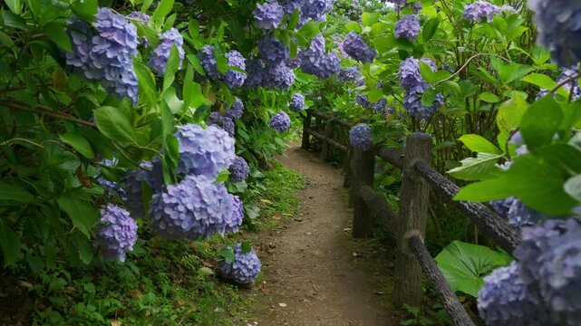 Walking along a path surrounded by hydrangeas