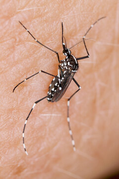 Asian tiger mosquito (Aedes albopictus) biting skin and feeding on human blood