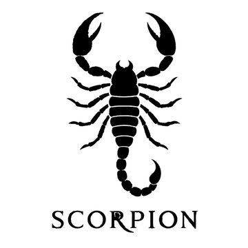 Black scorpion silhouette vector icon design isolated on white background with typography