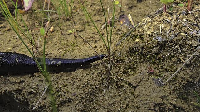 Medicinal leech searching for water while moving across sandy soil filmed in macro with detailed view of body structure