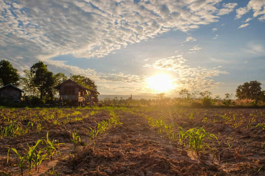 Rural Dawn on Farmland: Young corn sprouts emerge from tilled earth under a vast, cloud-streaked sky as the sun rises, casting a warm, golden light over a humble farmstead.