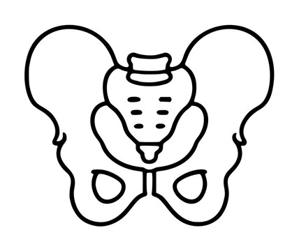 Symmetrical black outline vector illustration of pelvic bone anatomy, detailed skeletal hip girdle icon design for medical and educational use