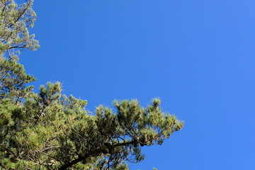 Green Pine Tree Top Against Clear Blue Sky © Aquarius Creative