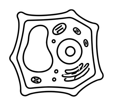 Hand-drawn vector icon illustration of a plant cell cross-section showing membrane wall, vacuole, nucleus with nucleolus, mitochondria, chloroplasts, ribosomes, and Golgi apparatus in clean outline