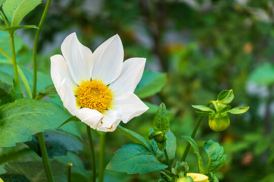 White flowers dahlia pinnata collar mignon blooming in the garden.