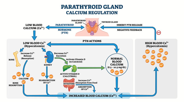 Parathyroid Gland Calcium Regulation Diagram