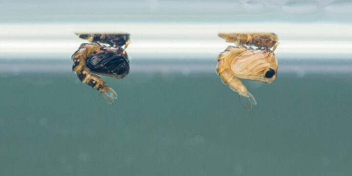 Mosquito pupae breathing at water surface