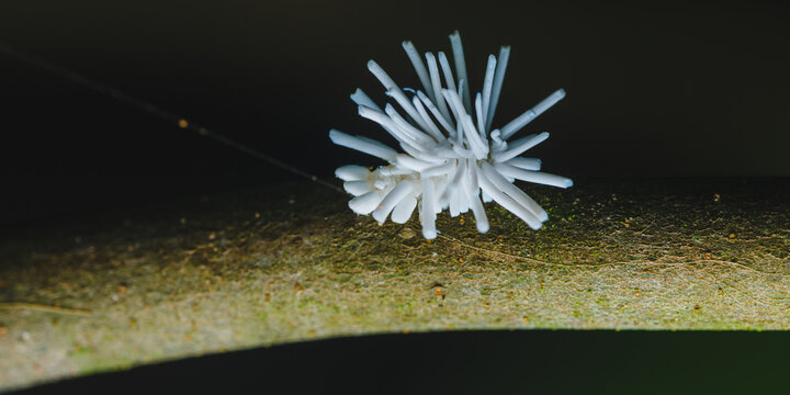 White planthopper nymph producing waxy filaments on stem