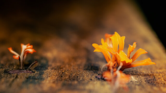 Orange fungi growing on textured wood surface