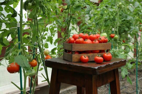 In the greenhouse, on a wooden pedestal, against the backdrop of tomato plants, a harvest of ripe tomatoes is placed in a wooden crate. 