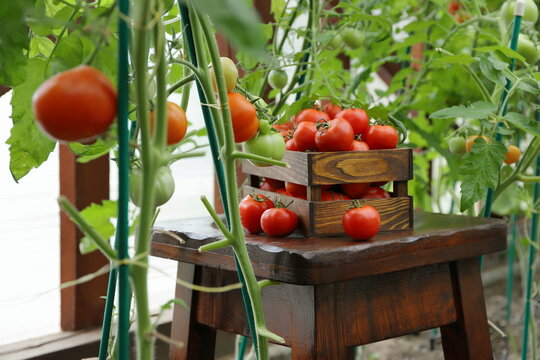 In the greenhouse, on a wooden pedestal, against the backdrop of tomato plants, a harvest of ripe tomatoes is placed in a wooden crate. 