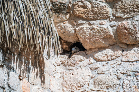 Black iguana in stone wall at Ek Balam, Yucatan, Mexico