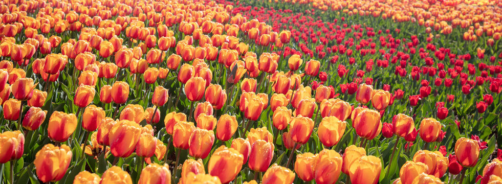 Orange and red tulips blooming in the field in spring. Spring nature background