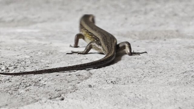 Close up of a sun skink lizard resting on concrete surface and running away quickly