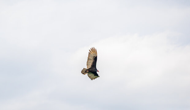 Turkey vulture in flight over Ek Balam Yucatan Mexico