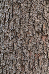 Naklejka premium Bark texture and background of a old tree trunk. Detailed bark texture.