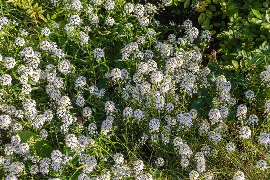 Dainty purple and white flowers of Lobularia maritima Alyssum maritimum, sweet alyssum or sweet alison