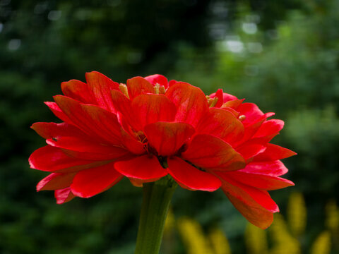 Red zinnia flower in full bloom close-up