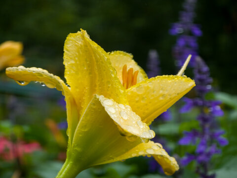 Hemerocallis Lilioasphodelus