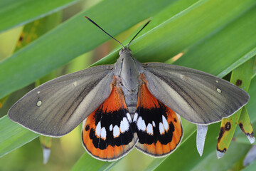 Naklejka premium closeup on a palm tree butterfly , Paysandisia archon, a fast spreading, introduced, pest species From Uruguya and Argentina that attacks palm.