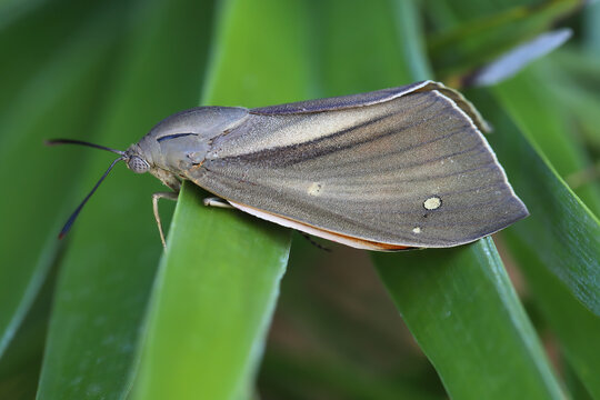 butterfly Paysandisia archon on a leaf of palm