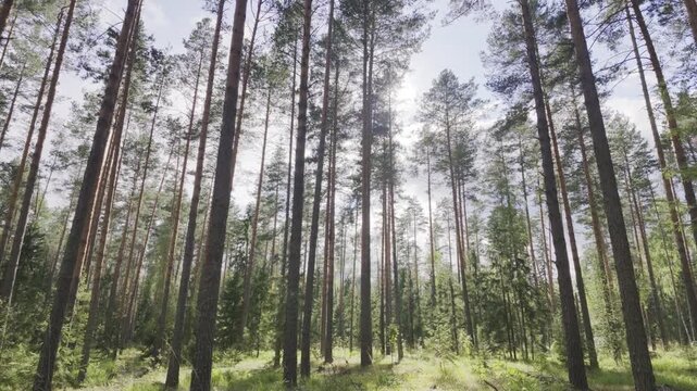 Smooth cinematic walk in a beautiful coniferous pine forest on a sunny day. POV shot, slow tracking. HDR 10bit 60 fps.