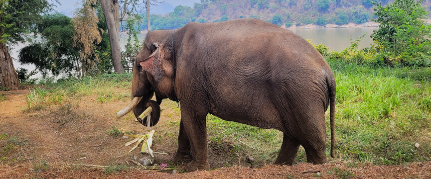 Elephant life