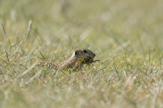 European ground squirrel or European souslik, Spermophilus citellus, Dobrogea, Romania