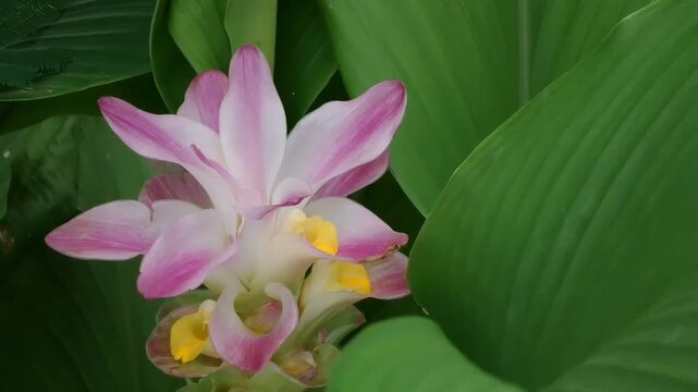 A fixed full HD shot of a stunning pink and white turmeric flower blooming in nature, beautifully framed by large vibrant green leaves on both sides.