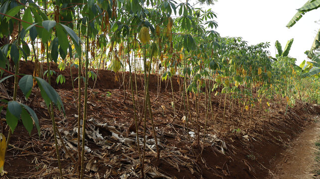 Cassava Plants in Dry Season, Drought Field with Arid Soil, Rural Agriculture