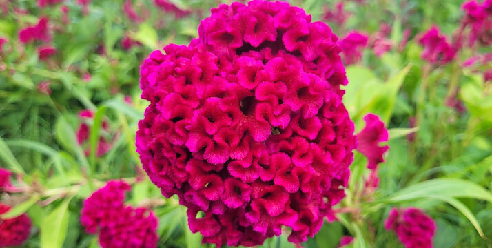 Crested Celosia