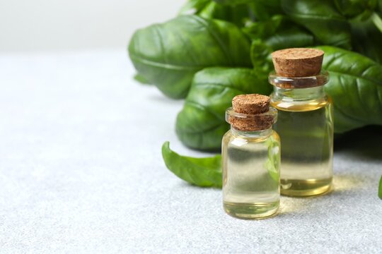 Basil essential oil on grey background. Basil essential oil in bottles and fresh leaves. Aromatherapy. Aroma oil. Medical herbs. Alternative medicine