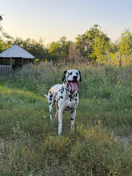 Happy Dalmatian Dog Standing In Countryside Field Outdoors