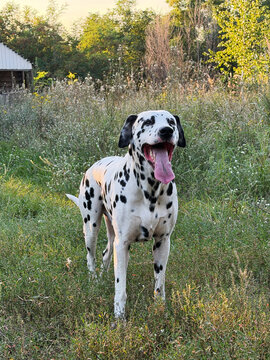 Happy Dalmatian Dog Standing In Countryside Field Outdoors