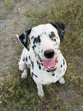 Happy Dalmatian Dog Sitting Outdoors Looking Up