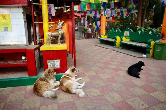 インド　ダージリン　チベット寺院　野良犬