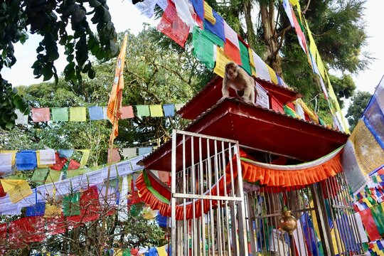 インド　ダージリン　チベット寺院　猿