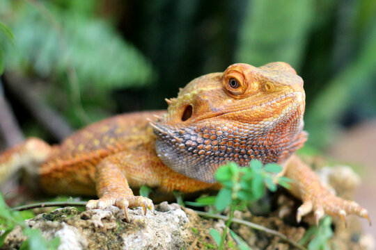 Bearded dragon lizard on Natural Habitat ,Close up image of Inland Bearded Dragon (Pogona vitticeps), Australian Bearded Dragon 