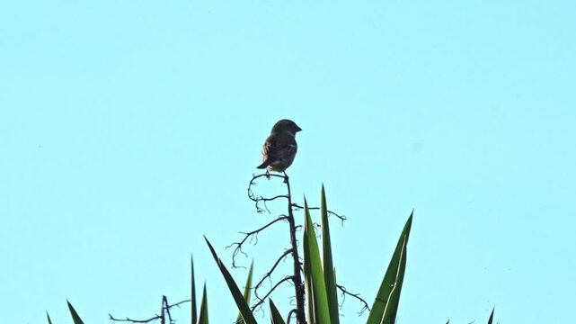 Tiny bird perched on a cactus