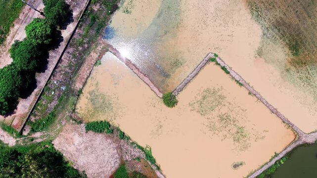 Farmers work in the rice fields of Duc Linh in Lam Dong, Vietnam. The sun shines on the water and plants as the day progresses. Nature shows life and farming activities.