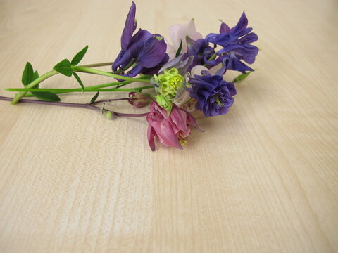 A small colorful posy of columbine flowers