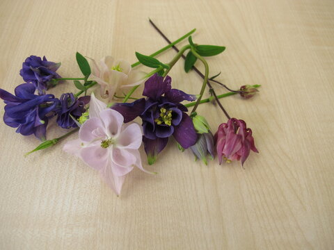 A small colorful posy of columbine flowers