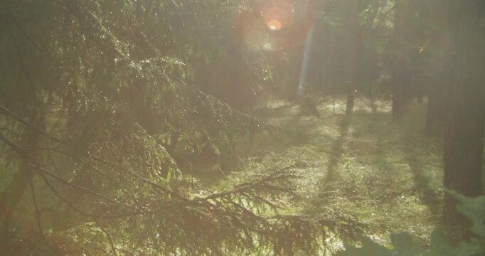 Warm sun rays and lens flare illuminate a lush pine forest floor, creating an authentic and peaceful atmosphere. Ideal for sustainability and wellness content.