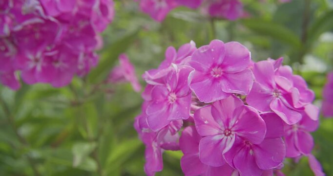 A detailed close up of blooming pink phlox flowers swaying gently in a lush green garden setting. Authentic nature scene for wellness and sustainability themes.