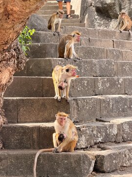Macaques sauvages install&eacute;s sur les marches en pierre d'un site historique