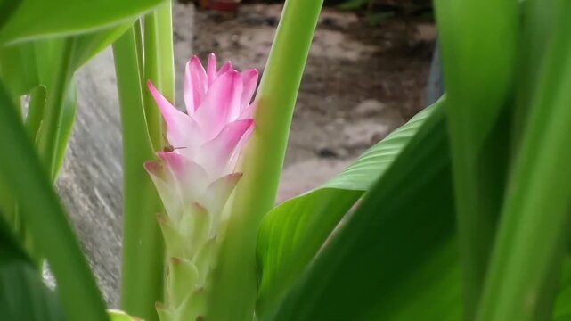A steady full HD close-up video showing a small ant or insect crawling on a beautiful blooming white turmeric flower (Curcuma zedoaria) surrounded by large green leaves.